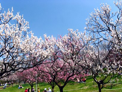 平岡公園の梅の花