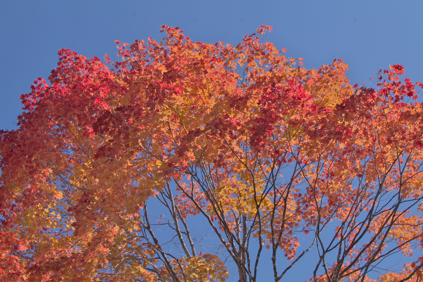 札幌市南区アイスアリーナ付近の紅葉