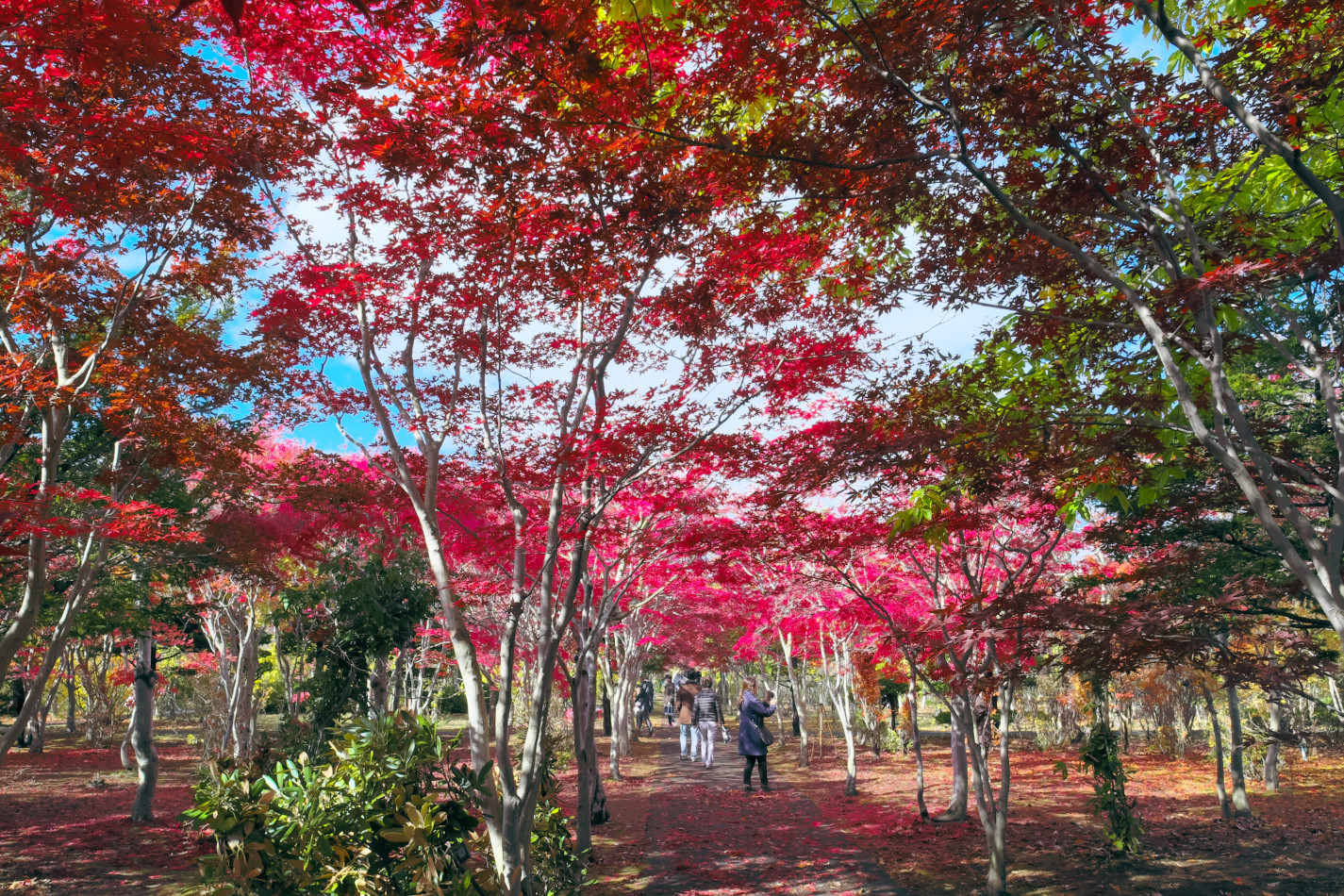 平岡樹芸センター・ノムラモミジ並木の紅葉