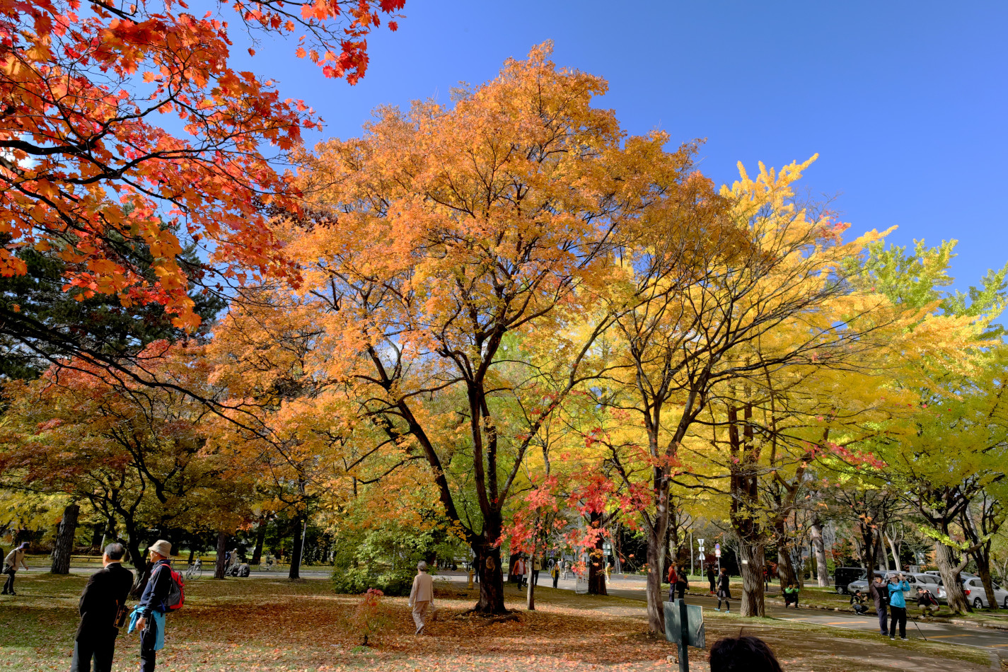 北海道大学イチョウ並木の紅葉（大学正門から先の丁字路付近）