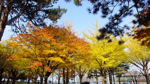 北海道大学正門近くのイチョウ並木