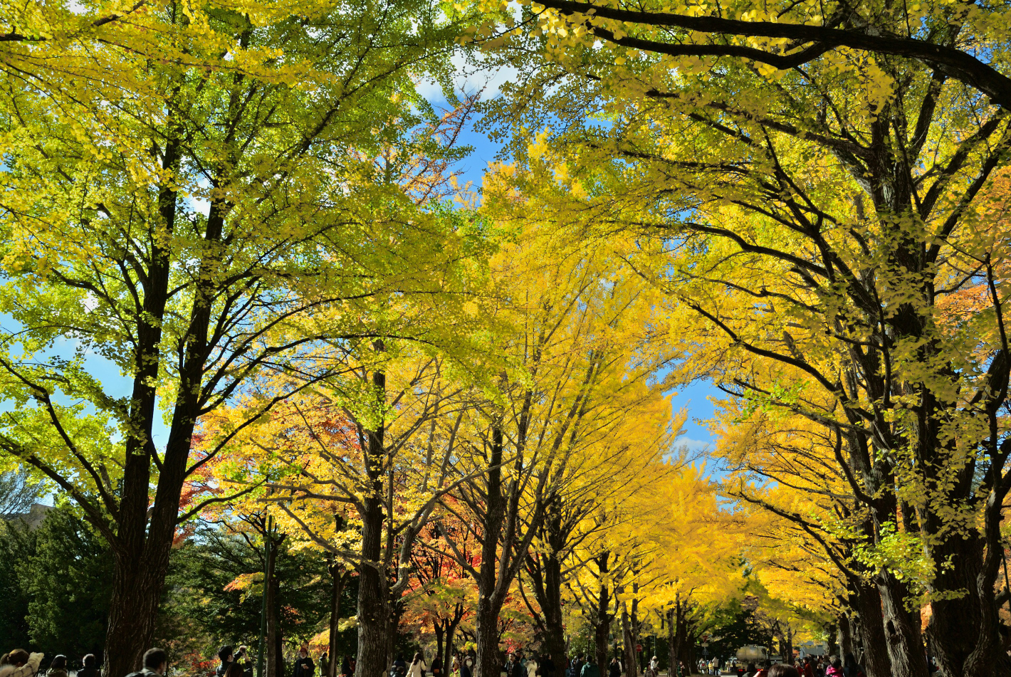 北海道大学イチョウ並木・中間付近の紅葉