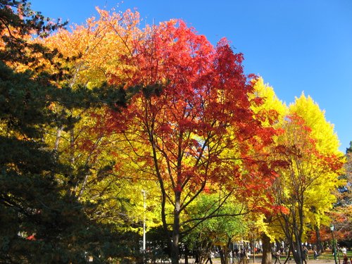 北海道大学大野池付近の紅葉