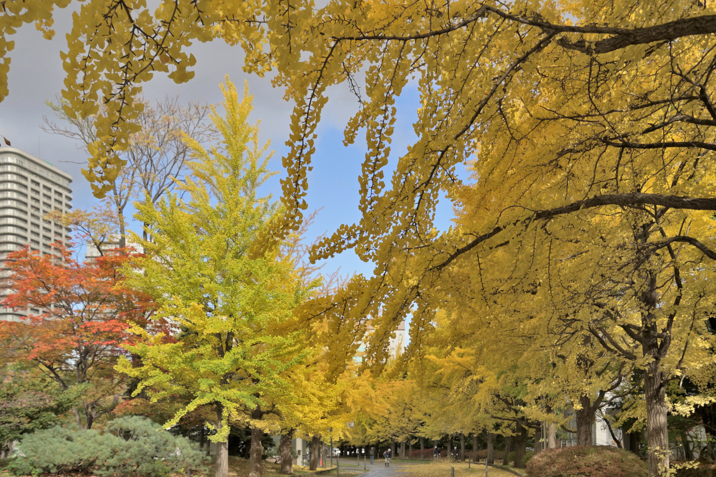 中島公園のイチョウ並木