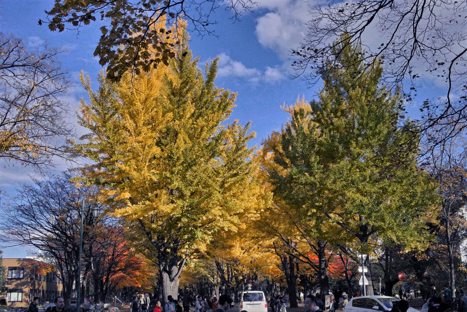 北海道大学イチョウ並木の紅葉（大学正門を起点とすると並木の終点、DP2）