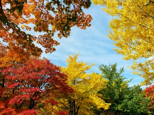 北海道大学大野池付近の紅葉