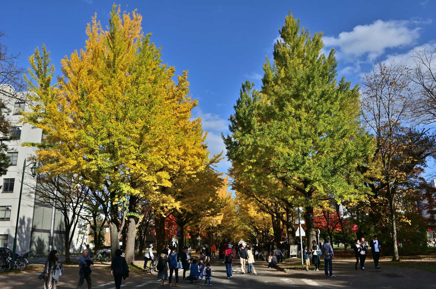 北海道大学イチョウ並木の紅葉（大学正門を起点とすると並木の終点、D90）