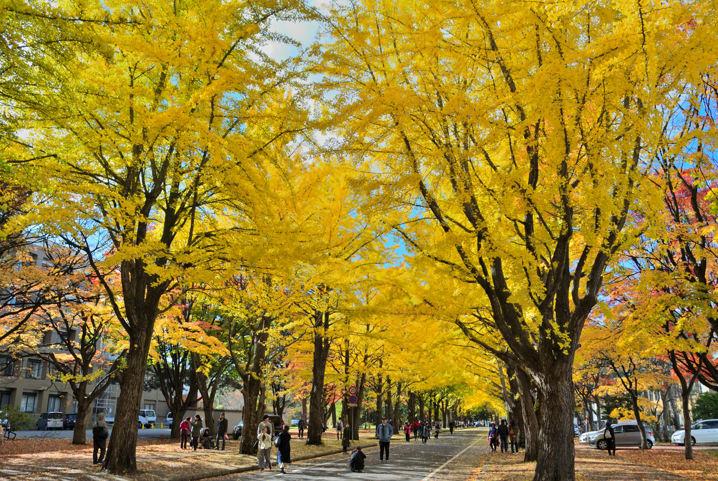 北海道大学イチョウ並木・中間付近の紅葉