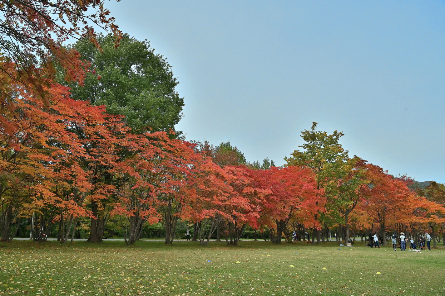 札幌市南区真駒内公園の紅葉