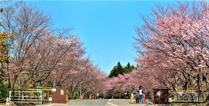 森林総合研究所の桜